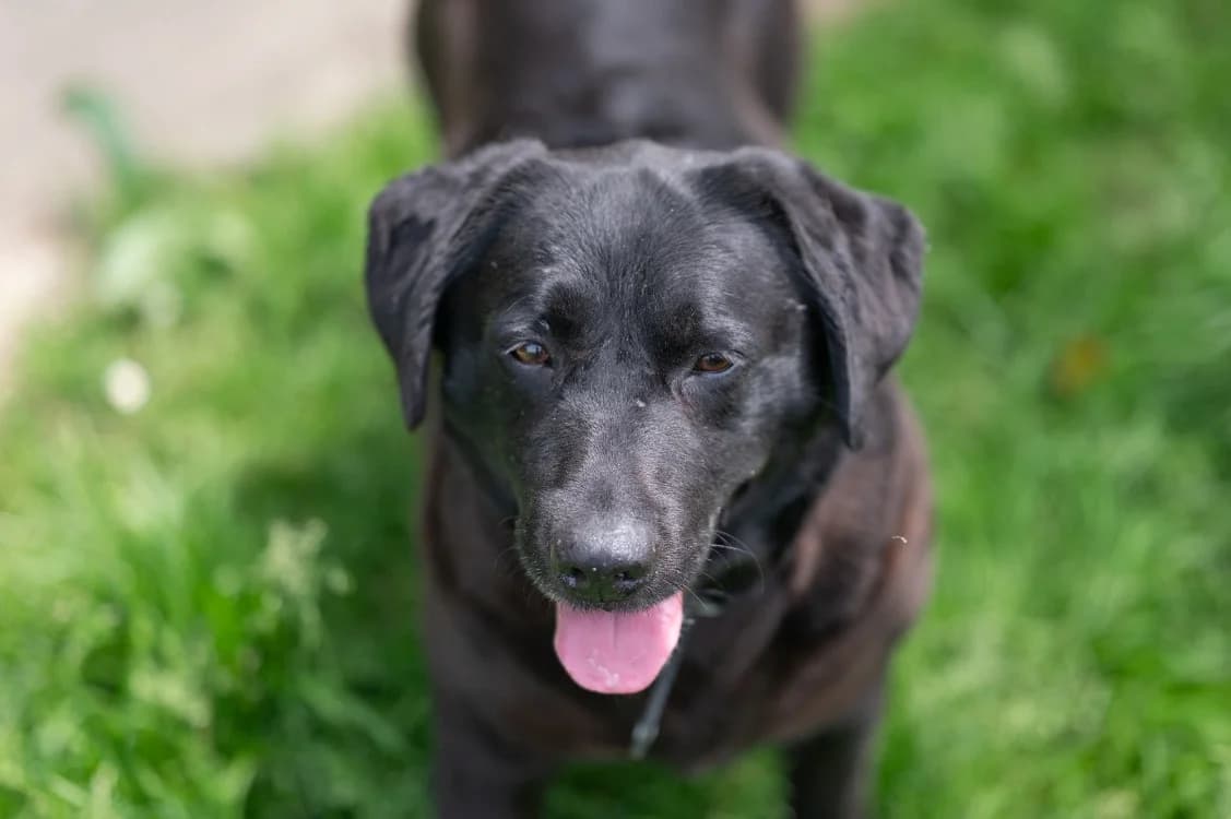 OMMY, female 7yo Labrador Retriever for adoption at SPA Vitré, Vitre