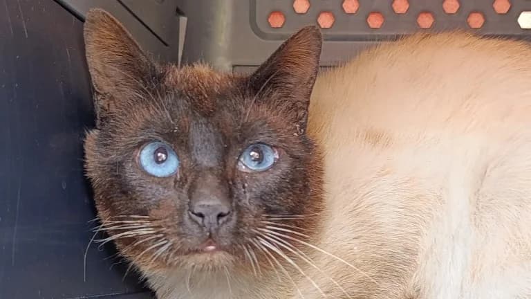 FIRST, male 5yo Mixed Breed for adoption at SPA Vitré, Vitre