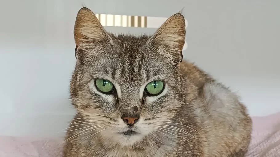 BISOUS, female senior Mixed Breed for adoption at SPA Vitré, Vitre