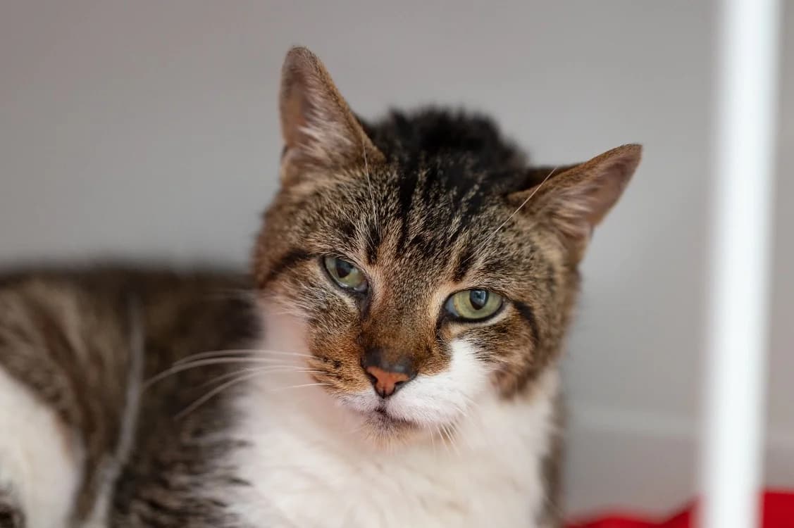 PEPPER, female senior mixed breed for adoption at SPA Vitré, Vitre