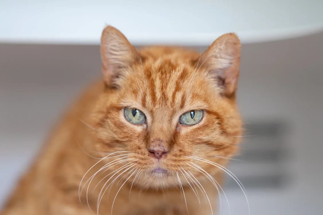 DUFFY, male 7yo Mixed Breed for adoption at SPA Vitré, Vitre
