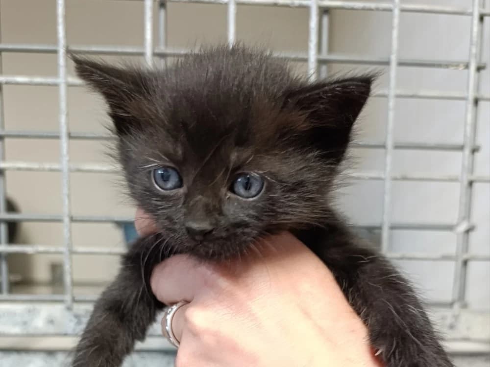 TINKY, female Mixed Breed for adoption at SPA Vitré, Vitre