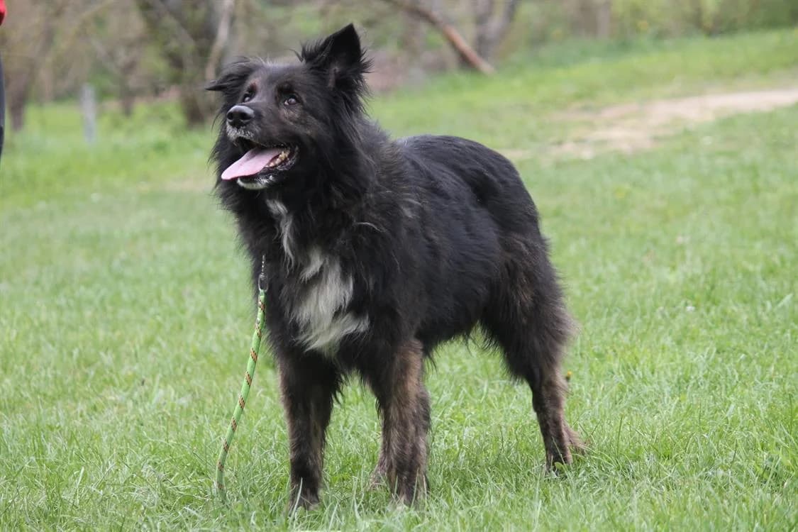 MALA, male senior Mixed Breed for adoption at SPA Vitré, Vitre