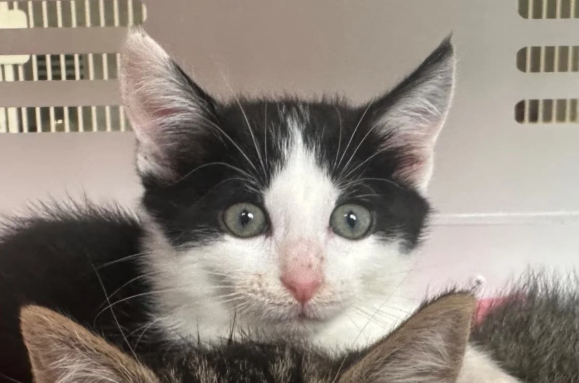 LUCETTE, female Mixed Breed for adoption at SPA Vitré, Vitre