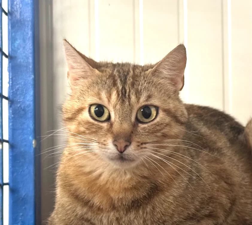 CHANNING, female 3yo Mixed Breed for adoption at SPA Vitré, Vitre
