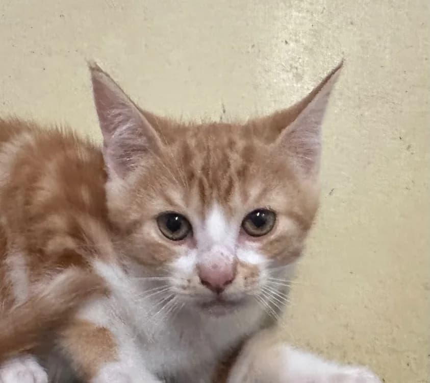 HANT, male Mixed Breed for adoption at SPA Vitré, Vitre
