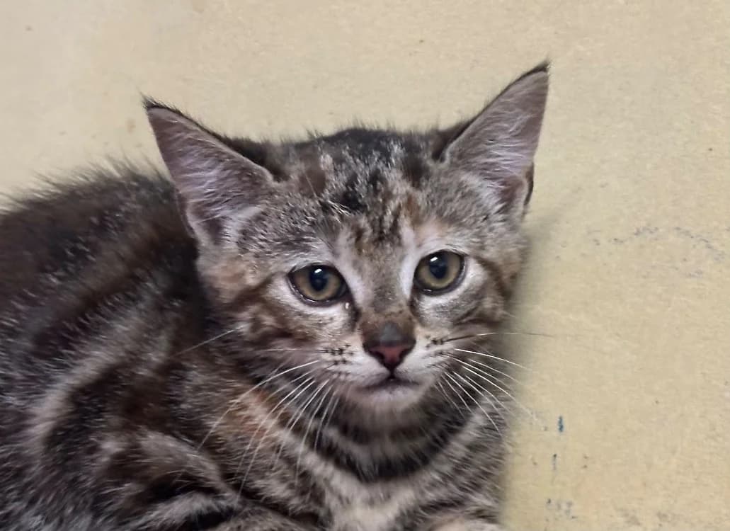 BEE, female Mixed Breed for adoption at SPA Vitré, Vitre
