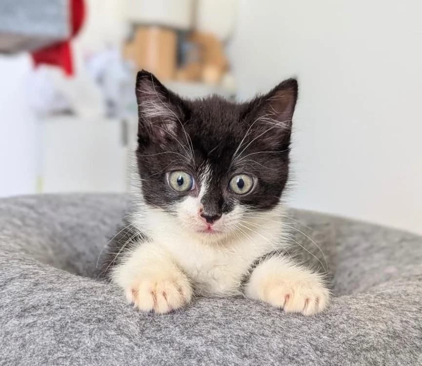 Petitchou, female Mixed Breed for adoption at SPA Vitré, Vitre