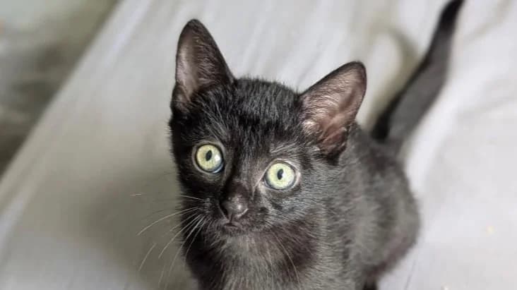 NANOU, female Mixed Breed for adoption at SPA Vitré, Vitre
