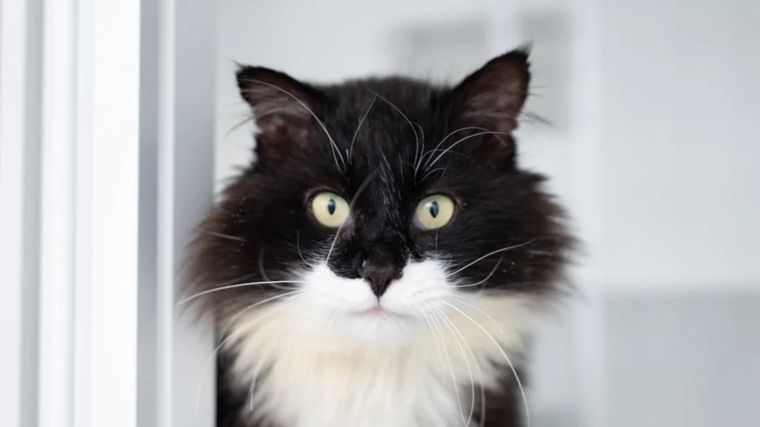 VICTOR, male 5yo Mixed Breed for adoption at SPA Vitré, Vitre