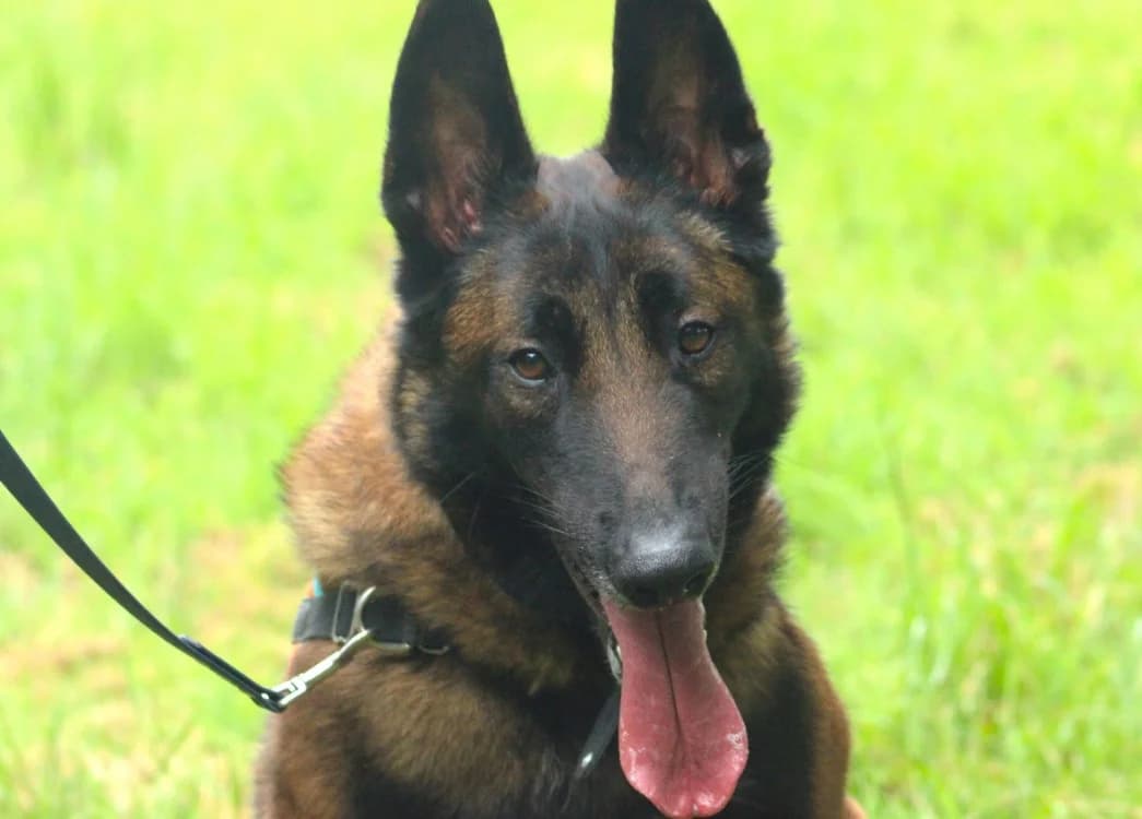 USMANN, male 3yo Belgian Malinois for adoption at SPA Vitré, Vitre