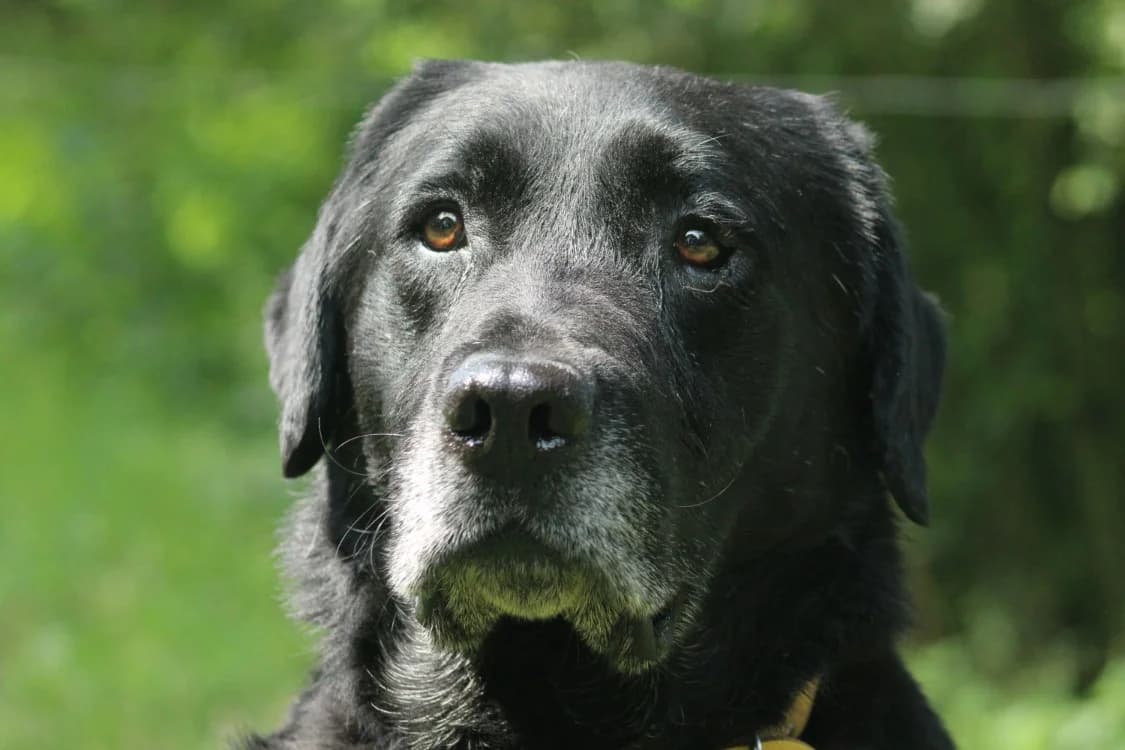 PORTOS, male 7yo Labrador Retriever for adoption at SPA Vitré, Vitre