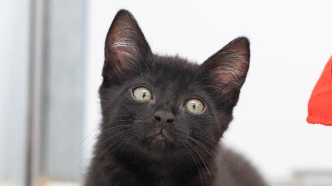 EPICURE, male puppy Mixed Breed for adoption at SPA Vitré, Vitre