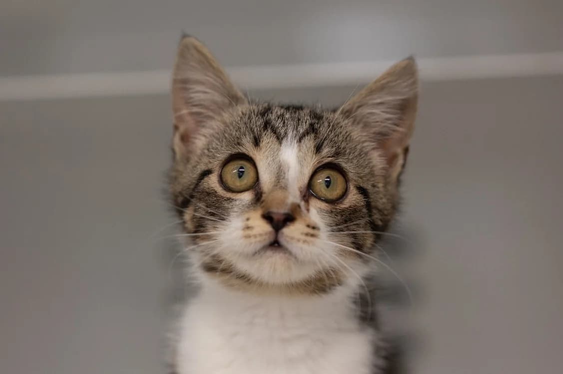 PONYO, female Mixed Breed for adoption at SPA Vitré, Vitre