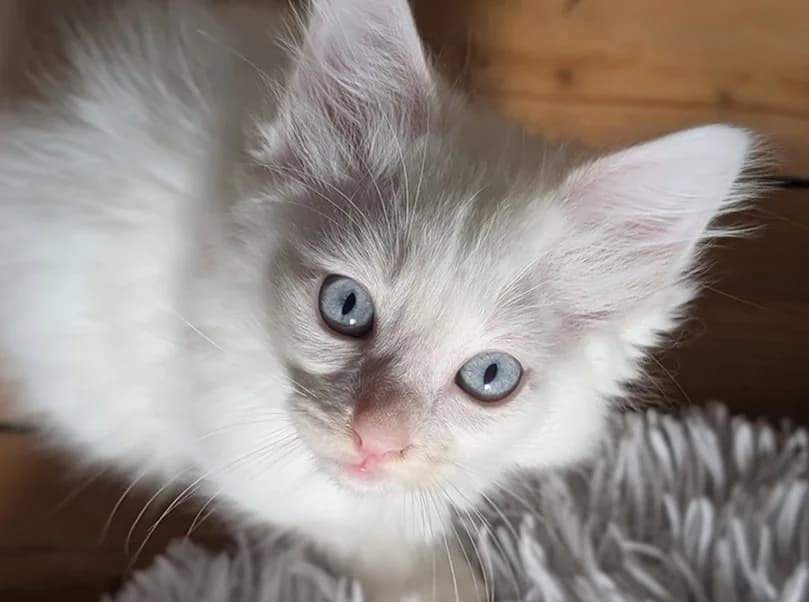 PHAROS, male Mixed Breed for adoption at SPA Vitré, Vitre