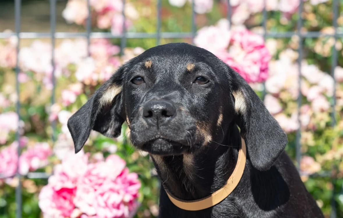Baya, female Mixed Breed for adoption at SPA Vitré, Vitre