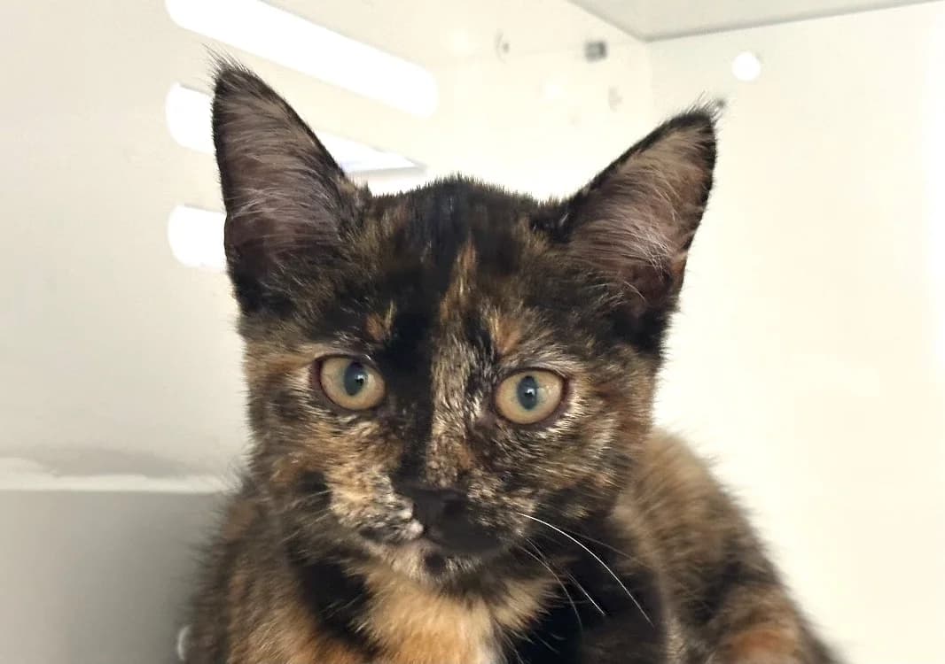 FAROUCHE, female Mixed Breed for adoption at SPA Vitré, Vitre