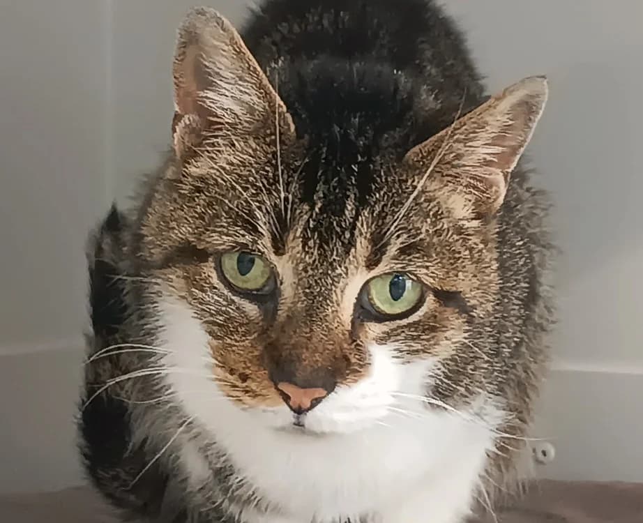 PEPPER, female senior mixed breed for adoption at SPA Vitré, Vitre