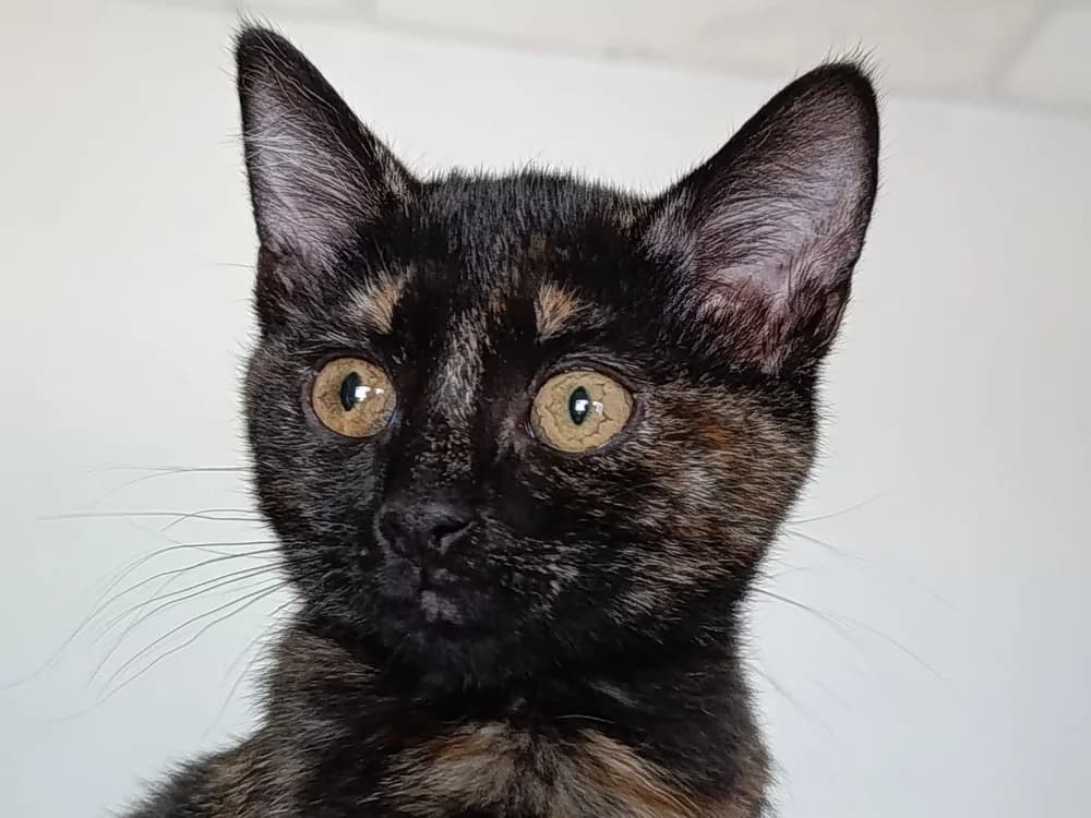 DAMBALLA, female Mixed Breed for adoption at SPA Vitré, Vitre
