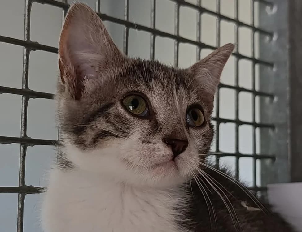 NICOSI, female Mixed Breed for adoption at SPA Vitré, Vitre