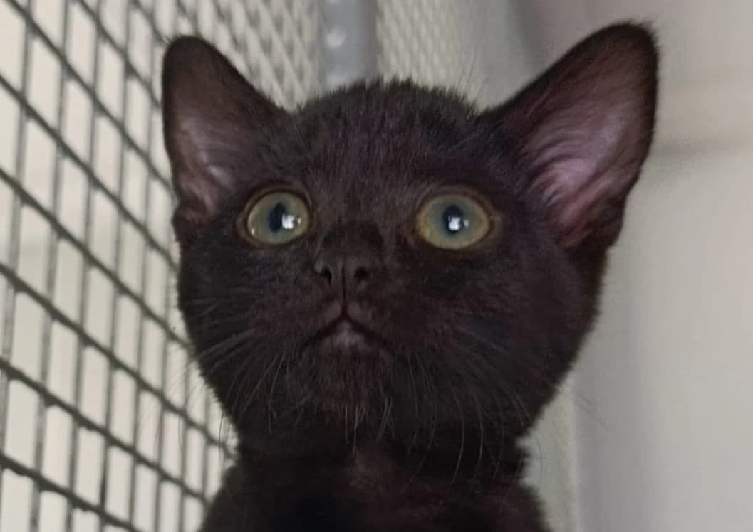 LILITH, female Mixed Breed for adoption at SPA Vitré, Vitre