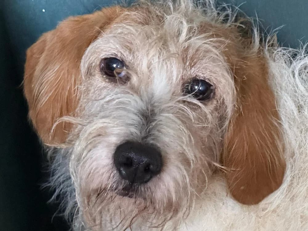 Malonne, female senior mixed breed for adoption at SPA Vitré, Vitre