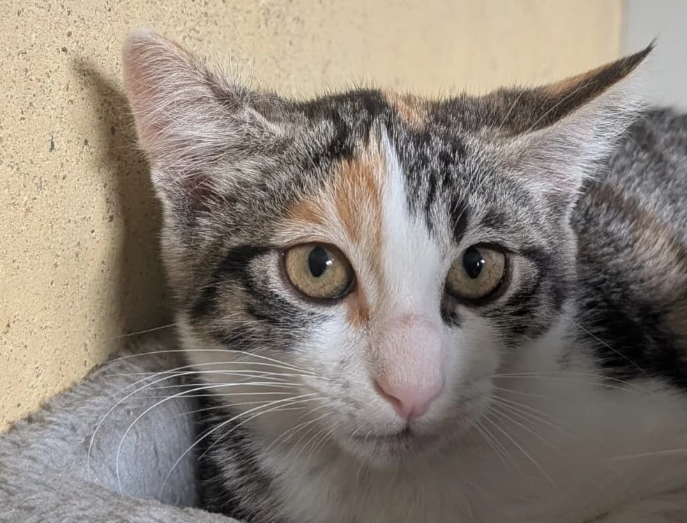 Fleur, female Mixed Breed for adoption at SPA Vitré, Vitre