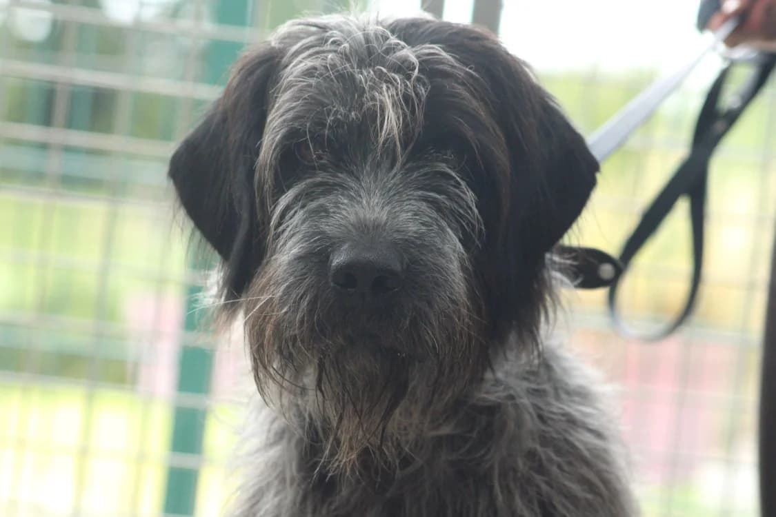 PITOU, male 3yo mixed breed for adoption at SPA Vitré, Vitre