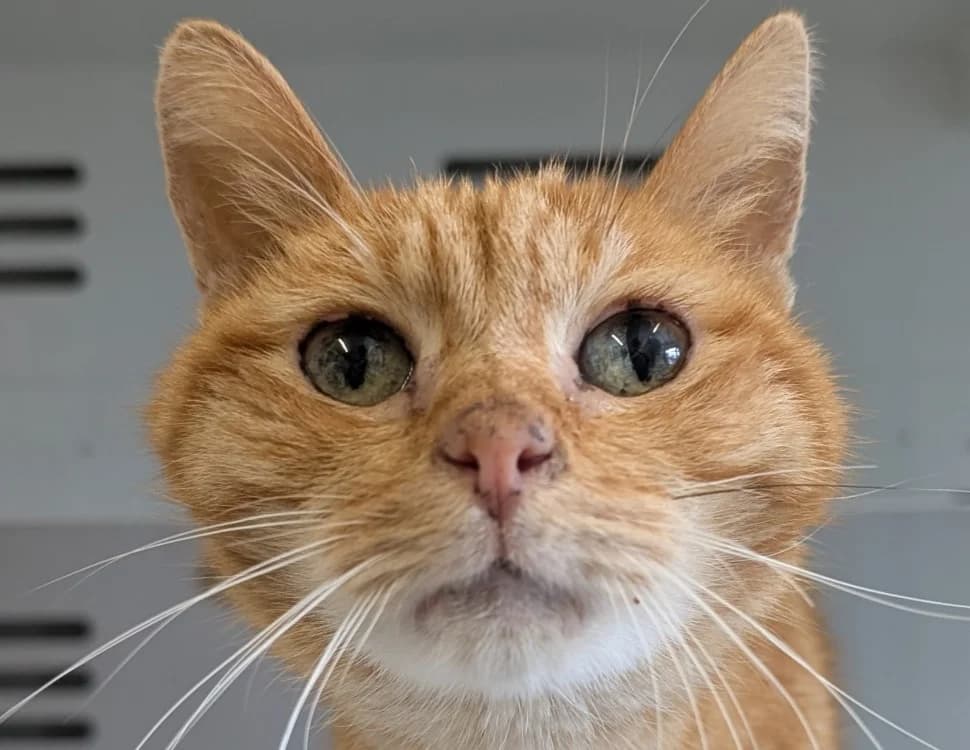 Guiroux, male senior Mixed Breed for adoption at SPA Vitré, Vitre