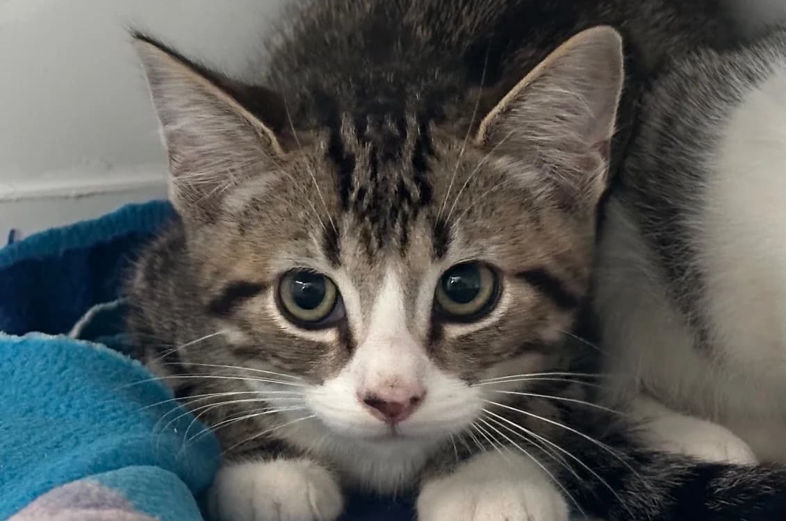 Oliver, male Mixed Breed for adoption at SPA Vitré, Vitre