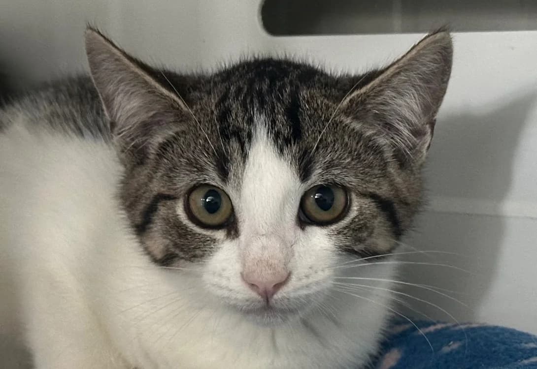 HECTORA, female Mixed Breed for adoption at SPA Vitré, Vitre