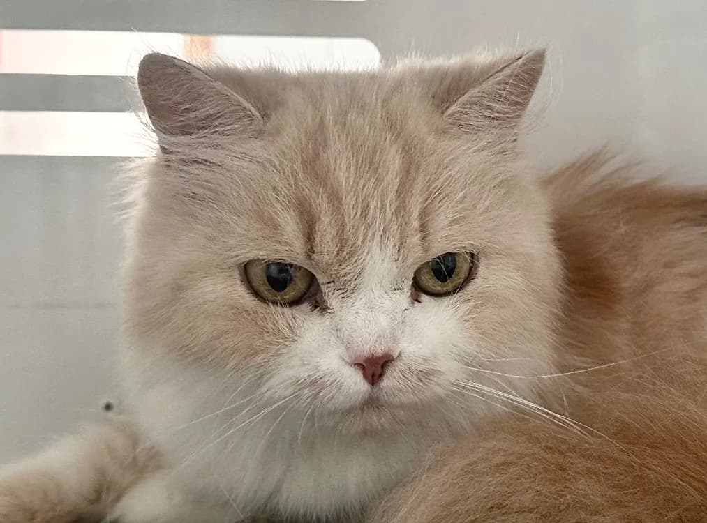 Capucine, female senior Mixed Breed for adoption at SPA Vitré, Vitre