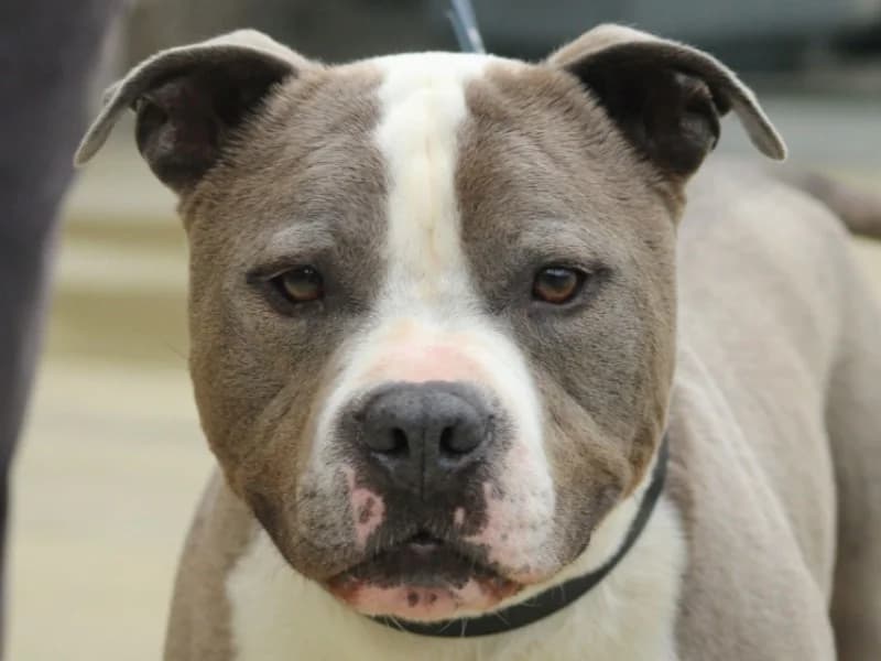 OBELIX, male senior Mixed Breed for adoption at SPA Vitré, Vitre