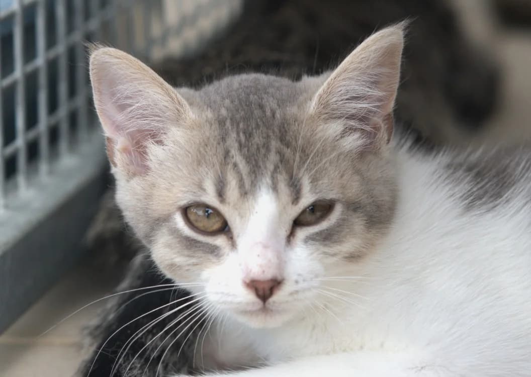 Aikido, male Mixed Breed for adoption at SPA Vitré, Vitre