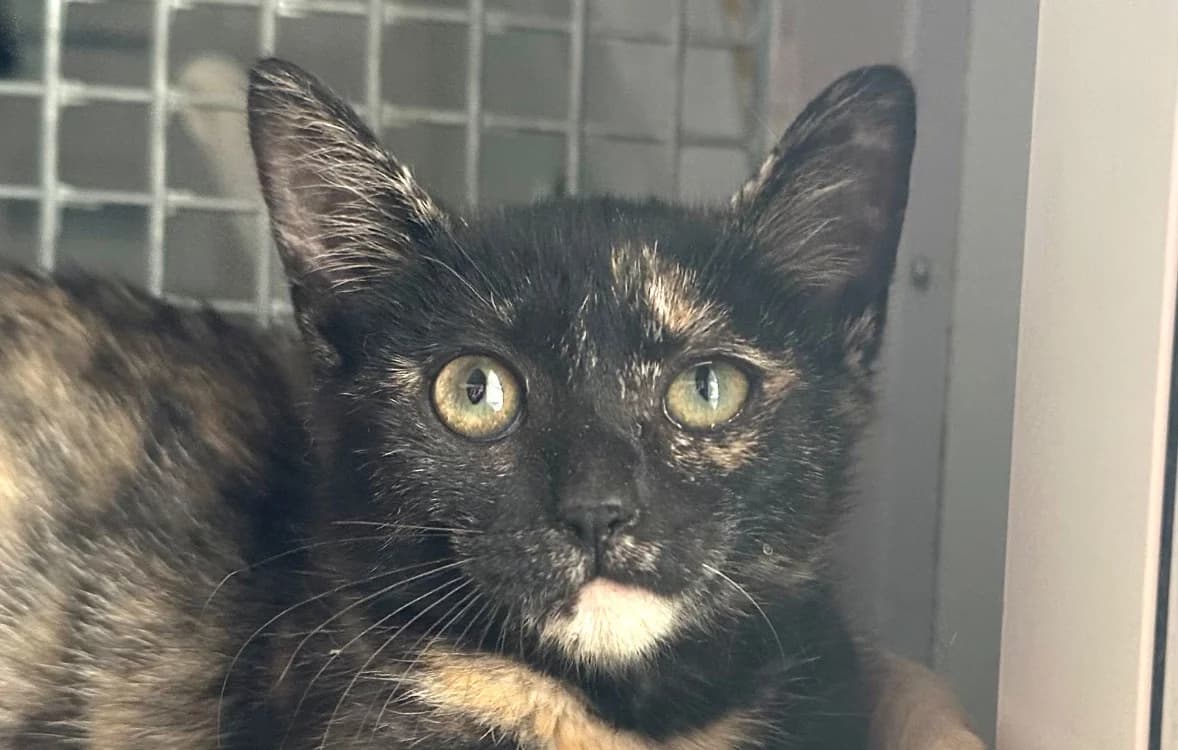 ninja, female Mixed Breed for adoption at SPA Vitré, Vitre