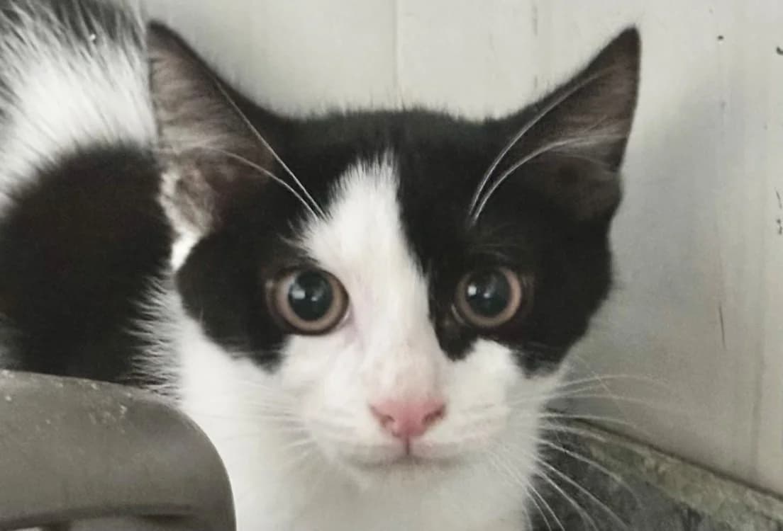 Boom, male Mixed Breed for adoption at SPA Vitré, Vitre