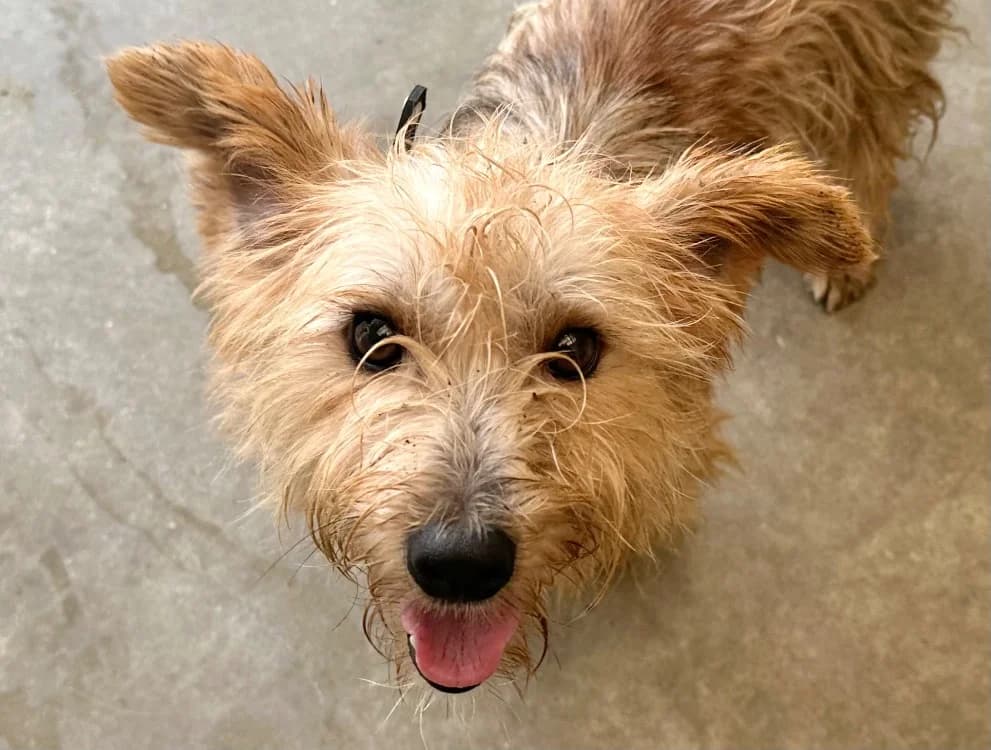 GARLIN, male young Yorkshire Terrier for adoption at SPA Vitré, Vitre