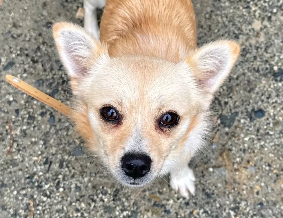 YUMKA, female young Chihuahua for adoption at SPA Vitré, Vitre