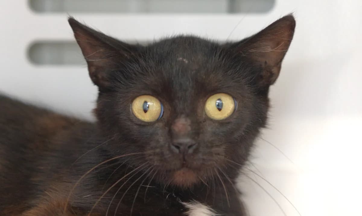 PRISTINA, female young Mixed Breed for adoption at SPA Vitré, Vitre