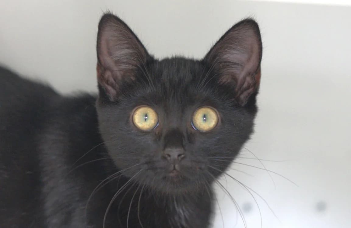 ASMARRA, Mixed Breed (SPA Vitré)