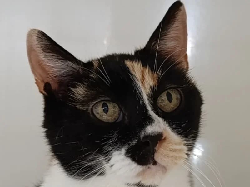 ILIADE, female senior Mixed Breed for adoption at SPA Vitré, Vitre