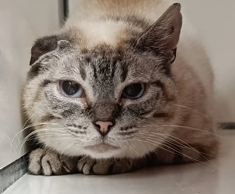 ZENDAYA, female senior Mixed Breed for adoption at SPA Vitré, Vitre