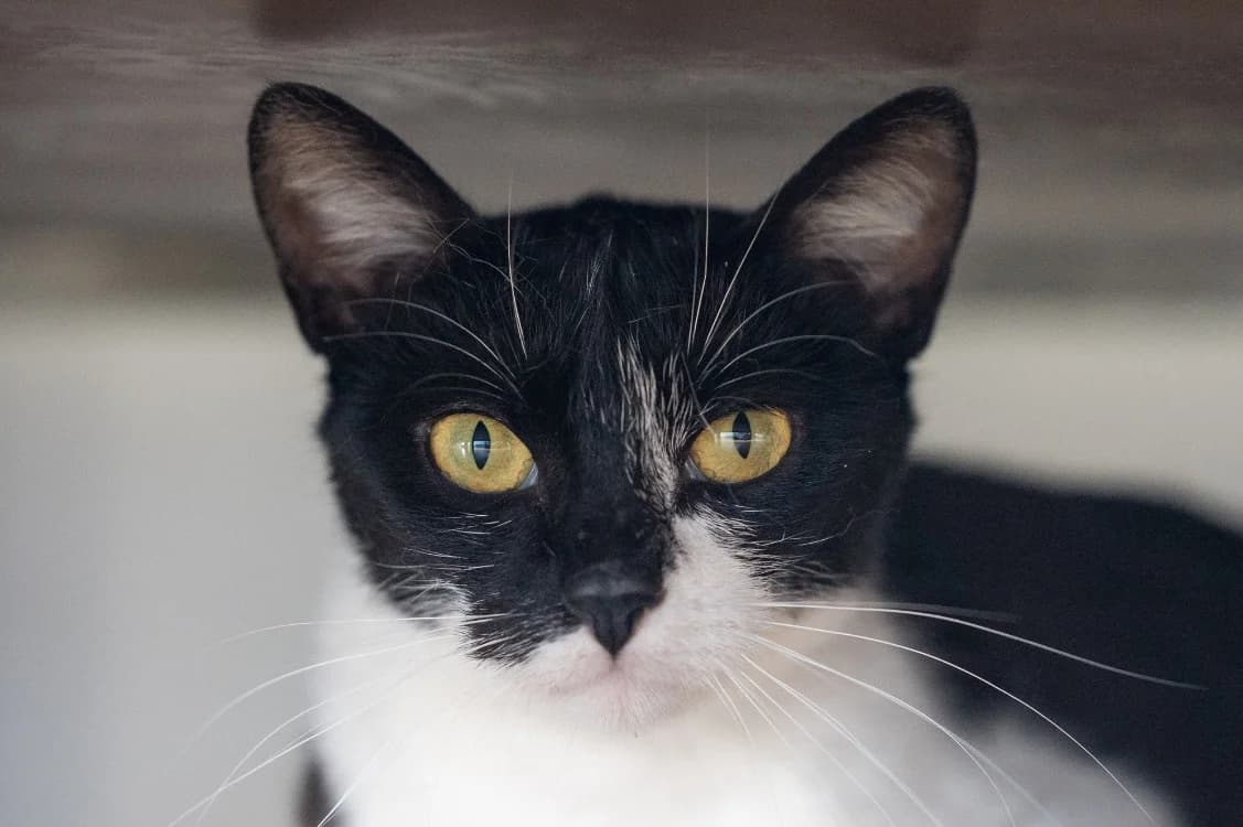 MILY, female Mixed Breed for adoption at SPA Vitré, Vitre