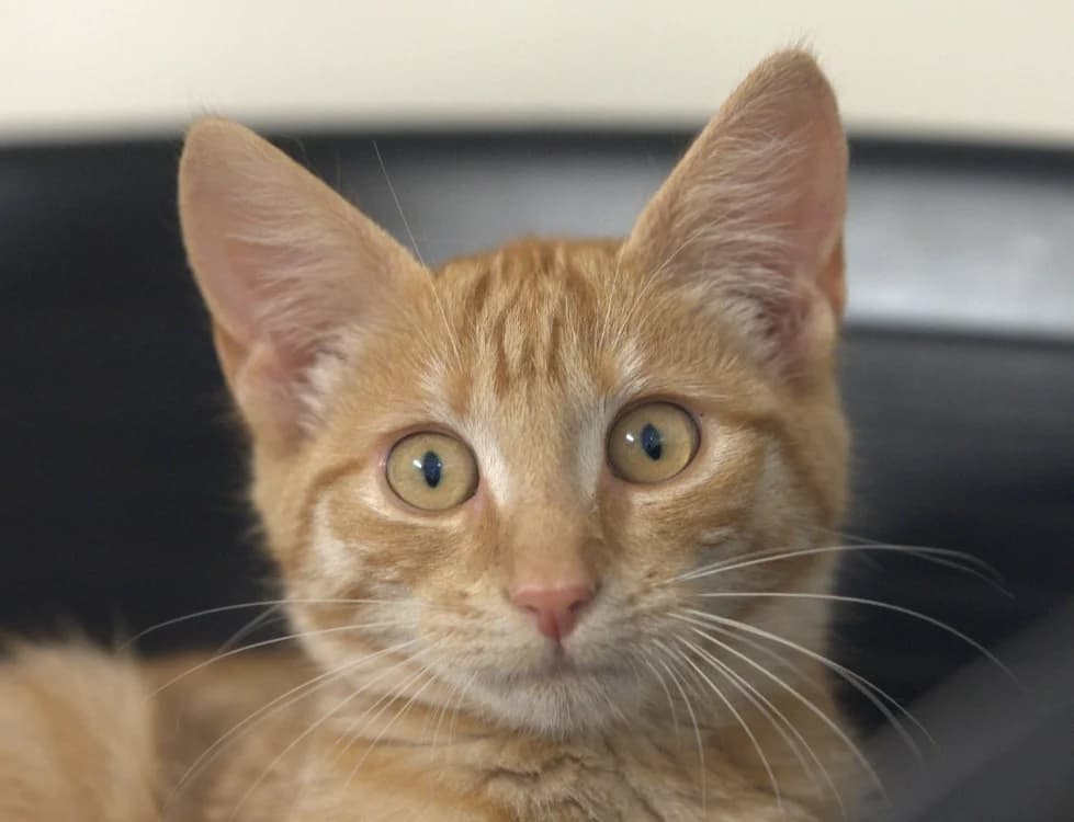 Felindra, female Mixed Breed for adoption at SPA Vitré, Vitre