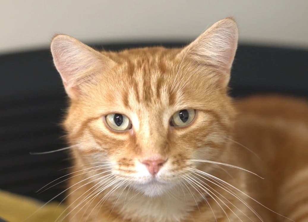 Gemini, male 5yo Mixed Breed for adoption at SPA Vitré, Vitre