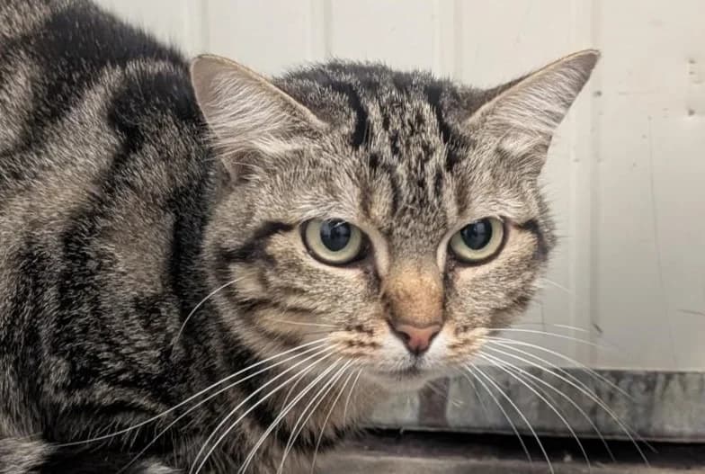 Cyrcée, female 5yo Mixed Breed for adoption at SPA Vitré, Vitre