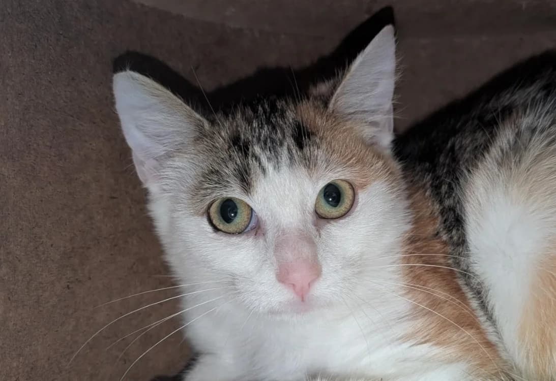 Joanna, female Mixed Breed for adoption at SPA Vitré, Vitre