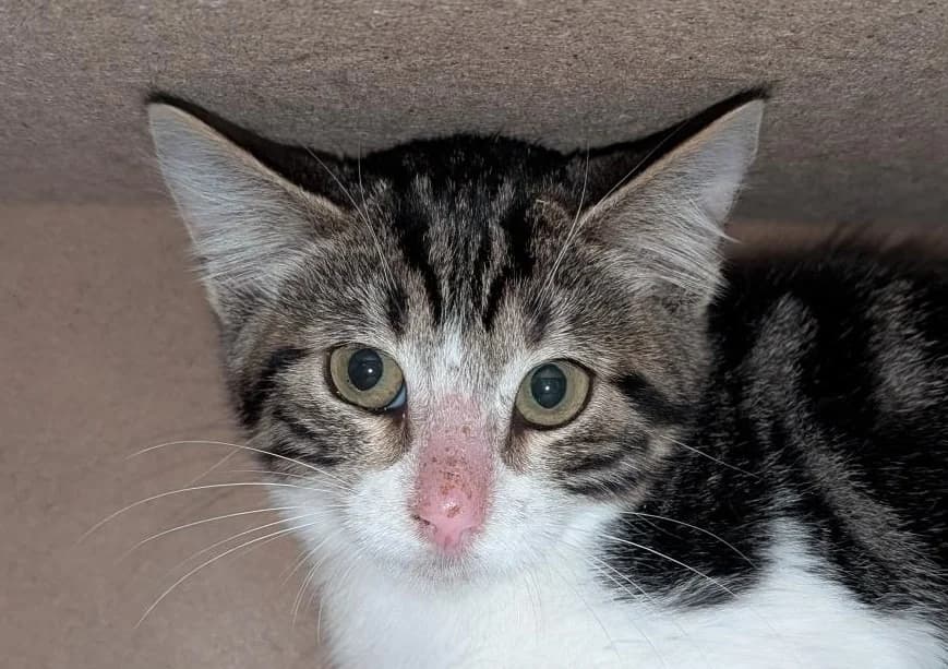 BIDULA, female Mixed Breed for adoption at SPA Vitré, Vitre