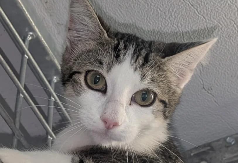 Cleo, female mixed breed for adoption at SPA Vitré, Vitre