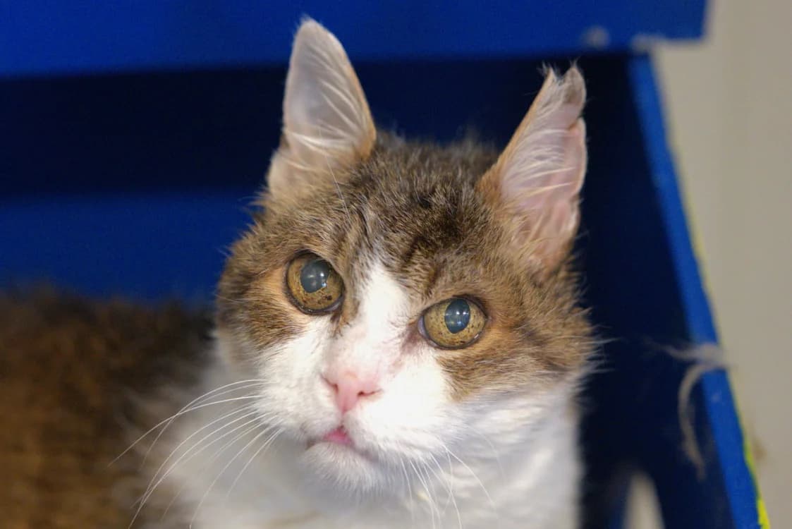 Loops, male senior mixed breed for adoption at SPA Vitré, Vitre